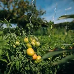 Affittacamere Gostilna In Pri Lesniku Marburgo